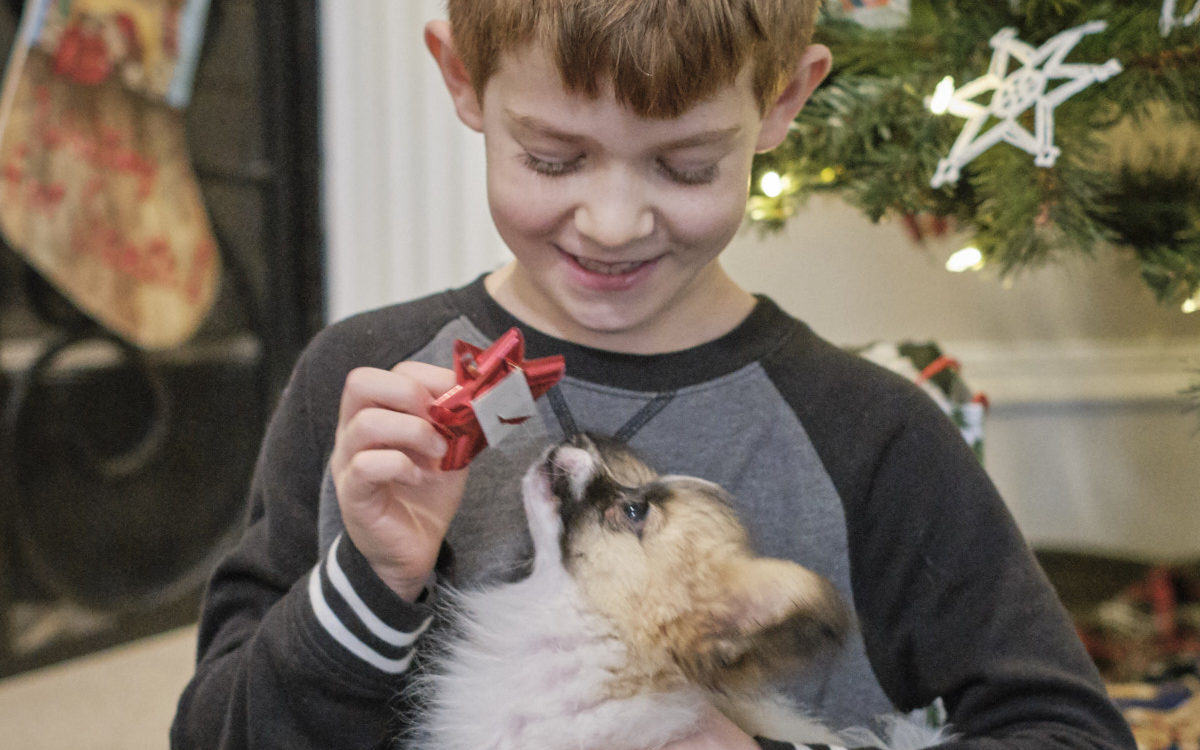 Presents and Puppies